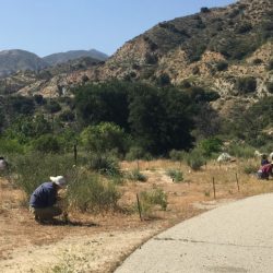 Human impact on the chaparral biome