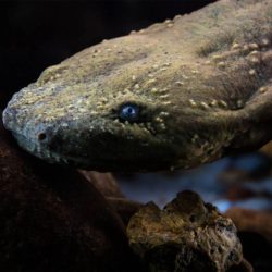 Salamanders of new york state