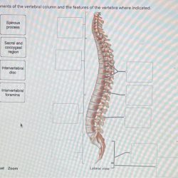 Match the division of the vertebral column with its description.