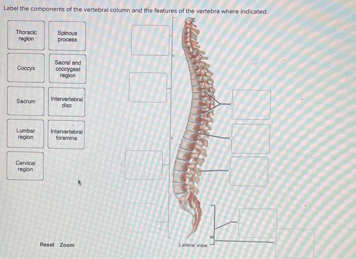 Match the division of the vertebral column with its description.