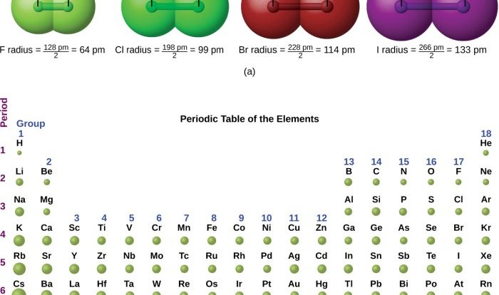 Rank the following elements by atomic radius