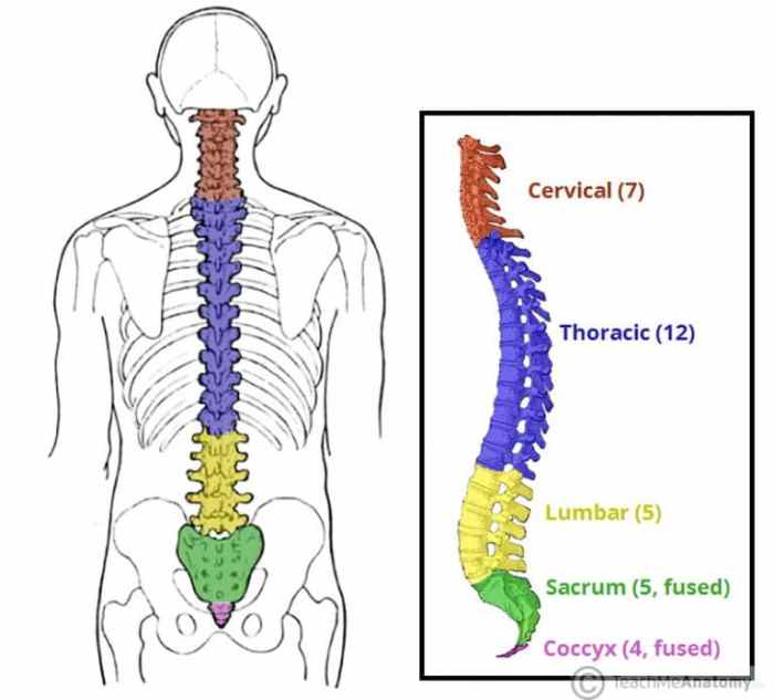 Match the division of the vertebral column with its description.