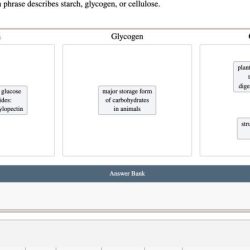 Determine whether each phrase describes starch glycogen or cellulose