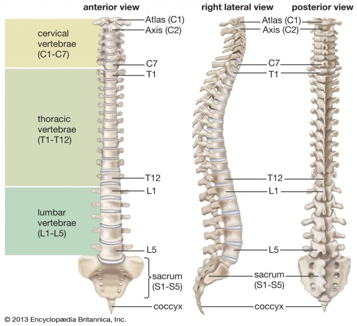 Match the division of the vertebral column with its description.